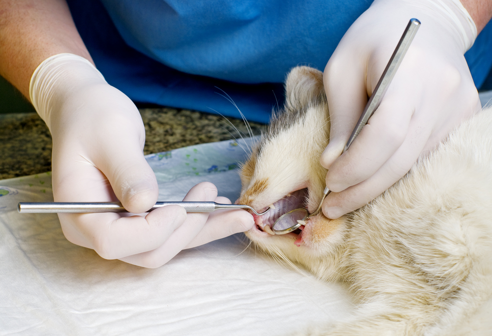 Cat Dental Care in Lenexa, KS